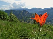 22 Splendido esemplare di Lilium bulbiferum (Giglio rosso- di S. Antonio) con vista sul Pizzo di Spino e i monti della Val Serina